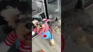 Костюм маньяка для собаки.