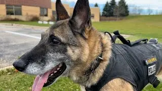 Get to Know K9 Drea!