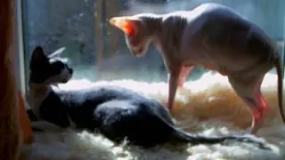 КРЫСЯ. Противостояние. Funny Cat.