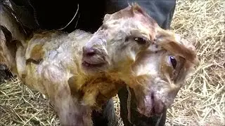 НОЁБ ИККИ БОШЛИ ХАЙВОНЛАР / Daxshatli / Qiziqarli Video