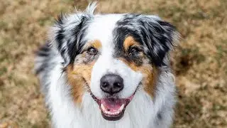 Dog Photography | How to take better photos of dogs