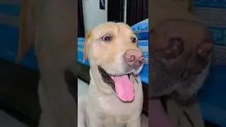 Nail Cutting gone wrong 😭😭 | sourshy | #dog #shorts #cute #prank #funny #funnymoments #doglover