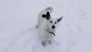 Зайка