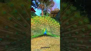 The peacock spreads its tail!!!  