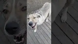 Чегдомын.  Найза соседей собачка