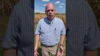 What is Corn Sweat? #cornsweat