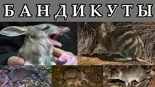 БАНДИКУТЫ - Сумчатые барсуки