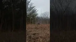 Golf ball cannon back flip.  #cannon #explosion #loud