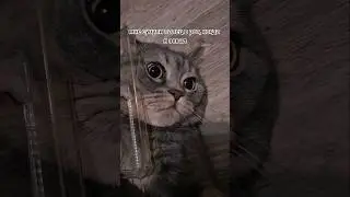 каждый котик на этой планете подвергается этому зверскому действию😅😅😅#humor#cat#кот#юмор