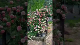 Роза Чипэнддейл. Цветение 13.05.2024