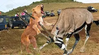 Top 5 Types Of Antelope That Can Defeat A Lion | Lion vs Gemsbok, Kudu, Wildebeest, Hartebees,...