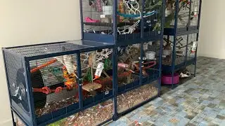 Moving The Rats Into The Finished Rat Room