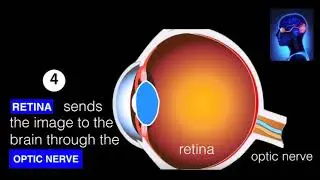 How do the Eyes & Brain work together