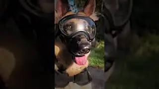 Немецкая Овчарка⚡