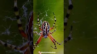 Do You Know : SPIDERS HAVE BEEN SPINNING WEBS FOR 100 MILLION YEARS 🕷️#facts #shorts