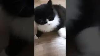 свободолюбивый Царь
