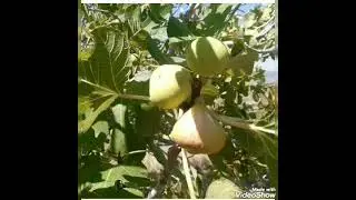 Dalından soframıza #incir (Adem Kırlı)