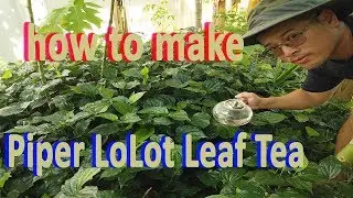 How to make Piper Lolot Leaf Tea from Fresh Piper Lolot Leaf GardenHula