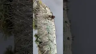White / Light Blue, Hairy Caterpillar