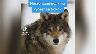 Подборка TikTok приколов, попробуй не засмеяться челендж. 