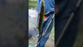 Рыбалка! #shorts #short #fishing #рыбалка