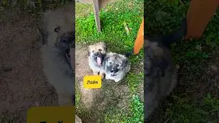БЫЛИ МАЛЕНЬКИЕ КОМОЧКИ, А СТАЛИ…. 