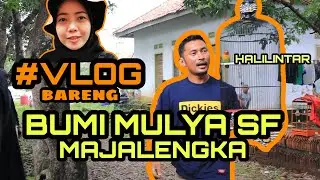 VLOG BARENG BUMI MULYA SF MAJALENGKA