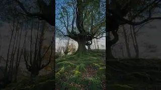The magic tree in Spain 🌳🇪🇸