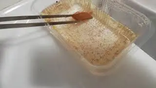 Artemia Çıkartma -2-