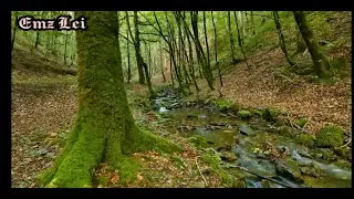 Beautiful Nature Green FOREST | Sunset Dream music