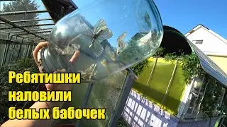 Тепловой удар. Качество семян удивляет. Тир в Кушве. Корова потеет. Нашествие бабочек.
