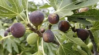 How to Grow Figs - Complete Growing Guide