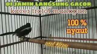 kacer trotol gacor nyaring di malam hari //auto nyaut 100%//pancingan kacer trotol