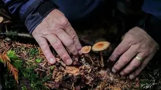 Can mushrooms save the world?