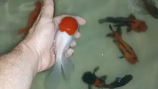 ORANDA JAPON DİŞİ ERKEK AYRIMI NASIL YAPILIR EN KOLAY YOLU
