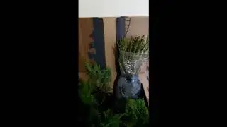Посылка с розами в Ханты-Мансийск ! Питомник роз ВипСад!