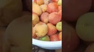 Вот такой у нас урожай! Абрикосы! Урюк
