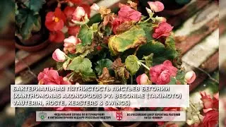 Бактериальная пятнистость листьев бегонии (Xanthomonas axonopodis pv. begoniae (Takimoto) Vauterin)