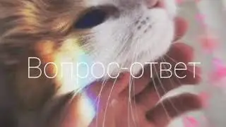 Вопрос-ответ