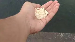 Feeding Temple fishes