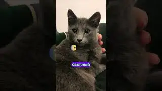 Интересные факты о Русская голубая кошка