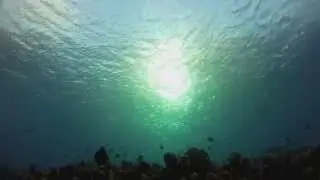 Fakarava south pass : outgoing current dive