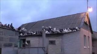 Голуби   в   Краматорске.  Городыхино.