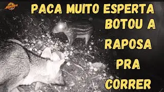 PACA MUITO ESPERTA BOTOU A RAPOSA PRA CORRER
