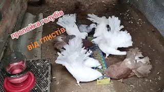 пропойка голубів від глистів