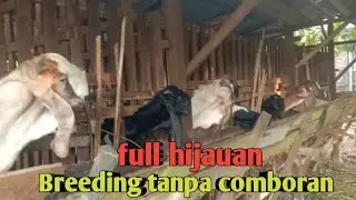 FULL HIJAUAN, BREEDING TANPA COMBORAN