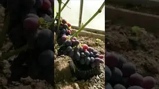 Решелье виноград