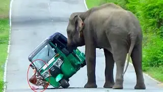 The destruction caused by the wild elephant that landed on the highway at an unexpected moment