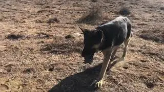 Sam the Super Shepherd