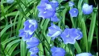 Колокольчики синие цветы! Очень красиво!!! Campanula 